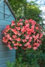 Begonia SweetSpice Bounty